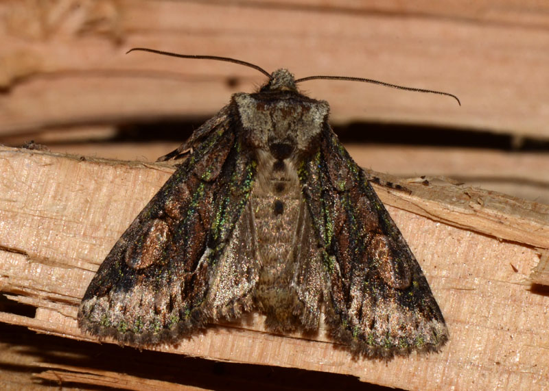 Noctuidae Allophyes corsica ?